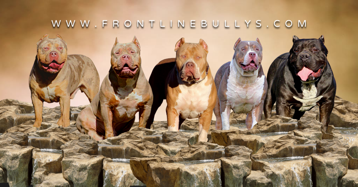 Caona Bully Kennels 2023, XL American Bully Puppies