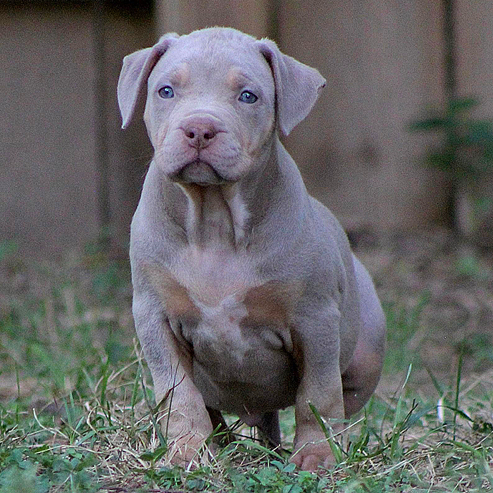 pocket bully puppies for sale near me