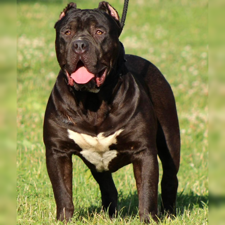 solid black xl bullies for sale pitbull breeders
