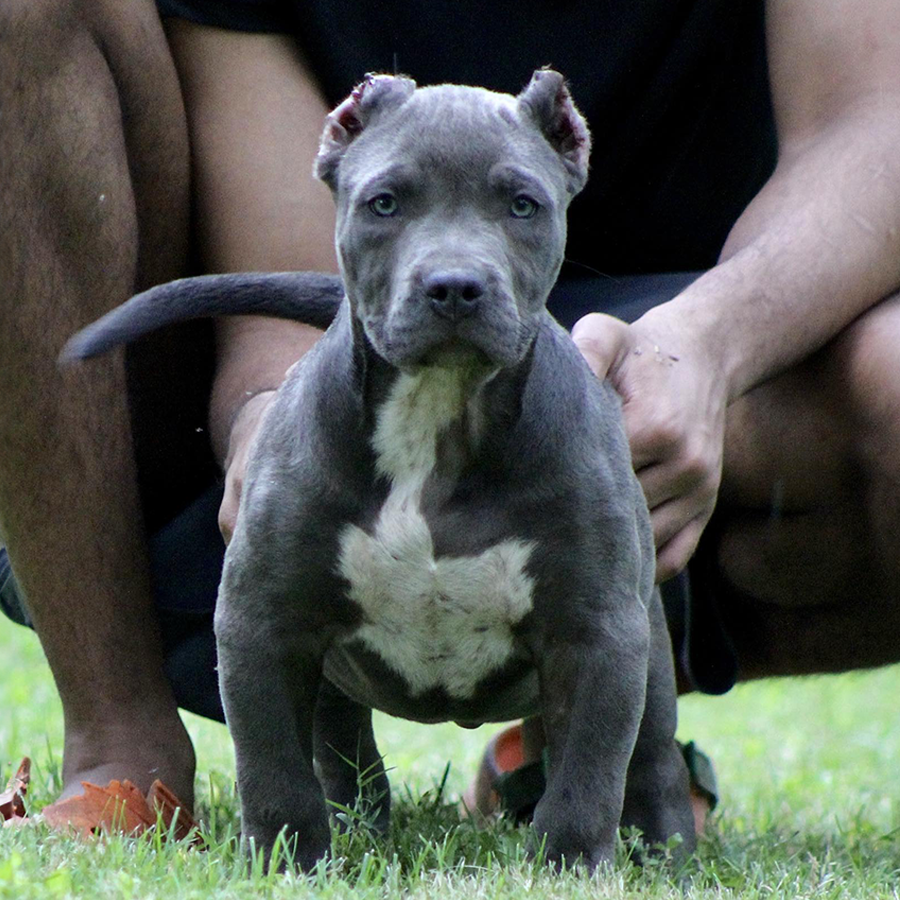 blue xl bully pitbull puppy for sale kansas city mo