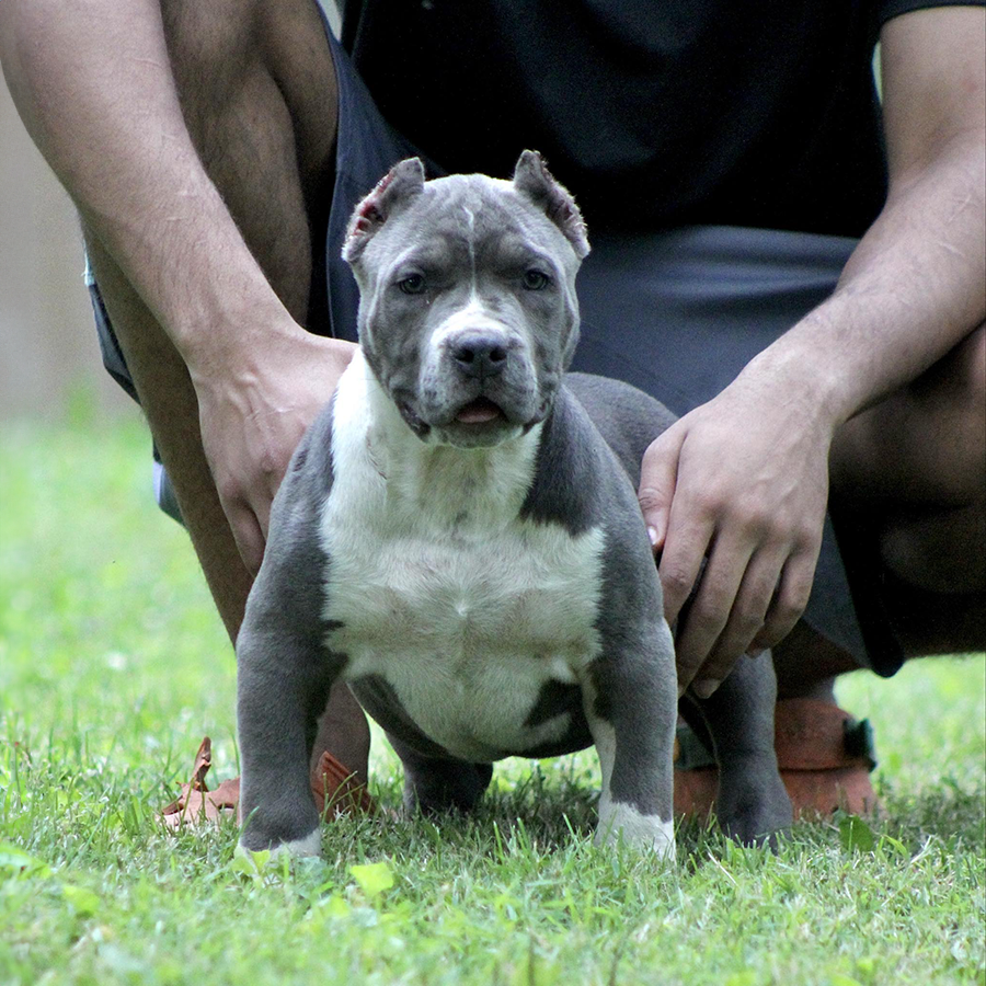 blue xxl bully pitbull puppy for sale kansas city mo